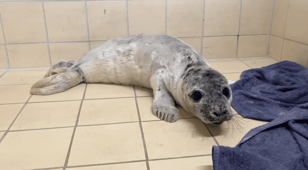 gray seal pup on the floor of a bathroom