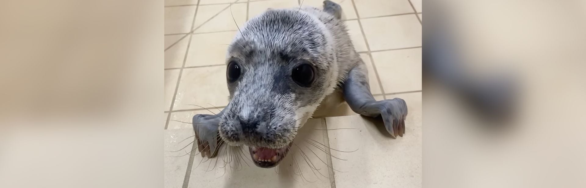Tiny Seal’s Big Recovery Sparks Waves of Joy