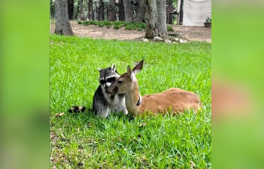 Jasper the raccoon and Hope the deer sitting on the grass