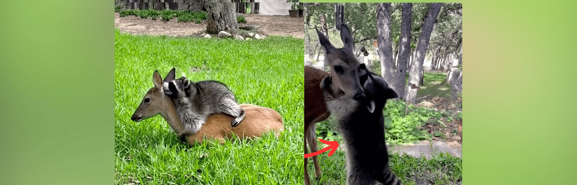 Heartwarming Bond of Rescued Raccoon and Deer Defies the Odds