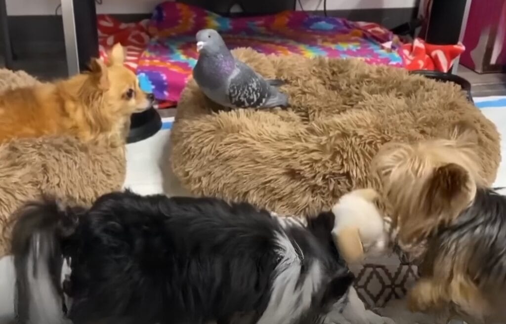 Herman surrounded by other dogs