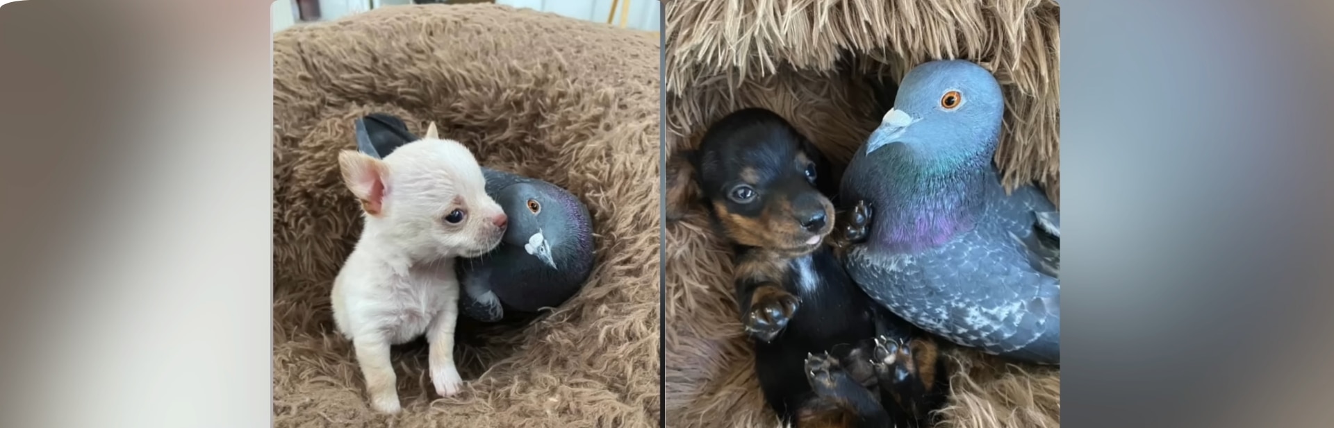 Flightless Pigeon Finds Unexpected Family in a Pack of Loving Dogs