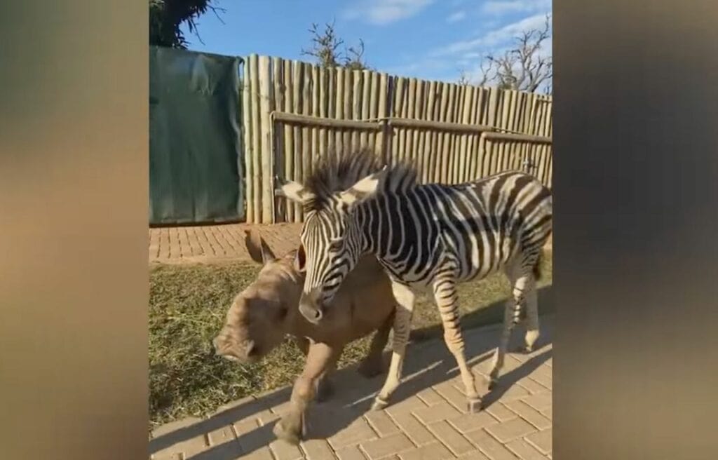 Dais the rhino and Modjadji the zebra walking together