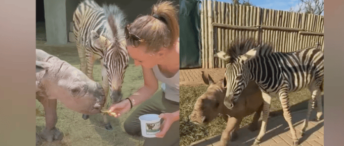 Abandoned Zebra and Orphaned Rhino Find Healing in Friendship  featured image