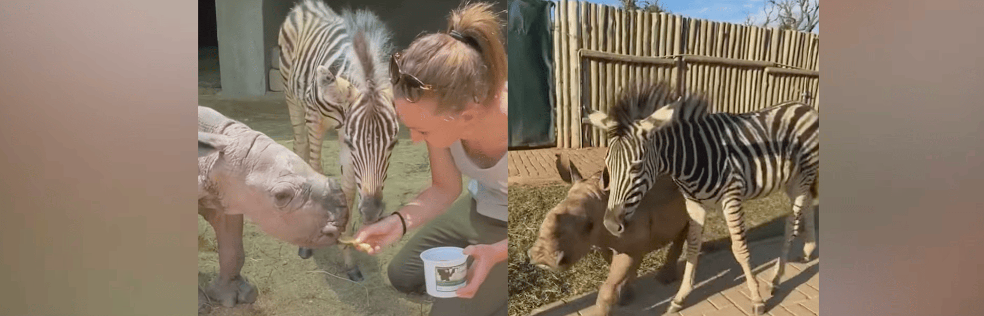 Abandoned Zebra and Orphaned Rhino Find Healing in Friendship 