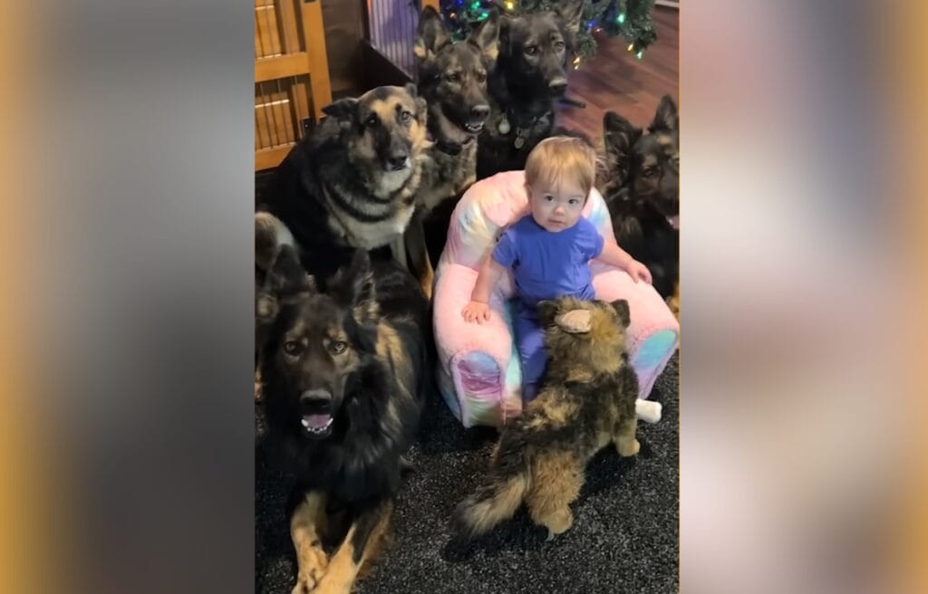 River with their German Shepherd dogs