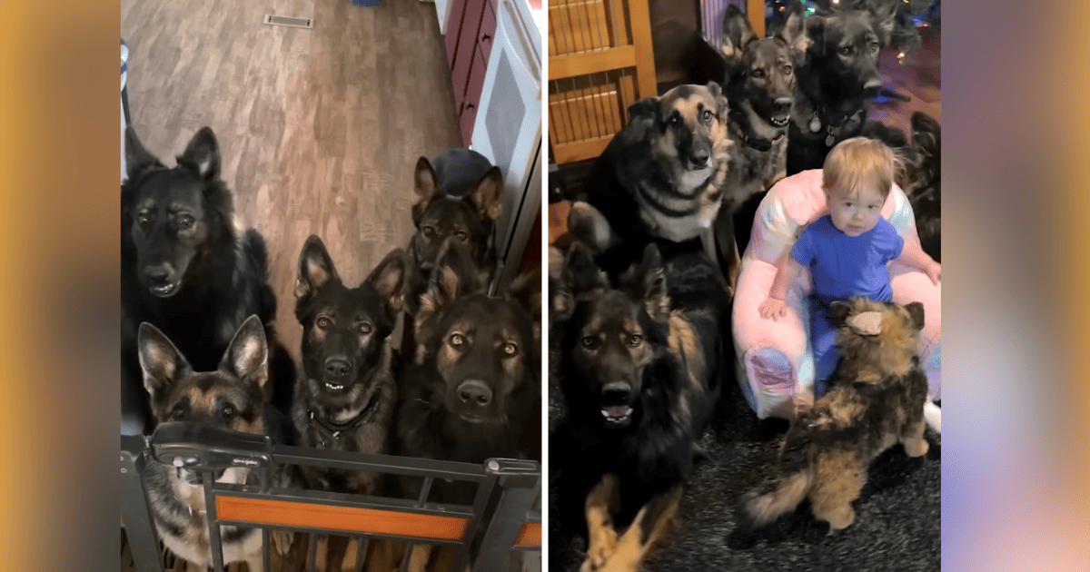 Toddler Raised Alongside Five German Shepherds “Thinks She’s a Dog”