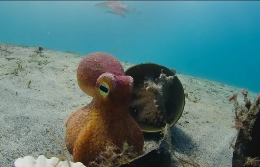 A coconut octopus and a spy octopus underwater