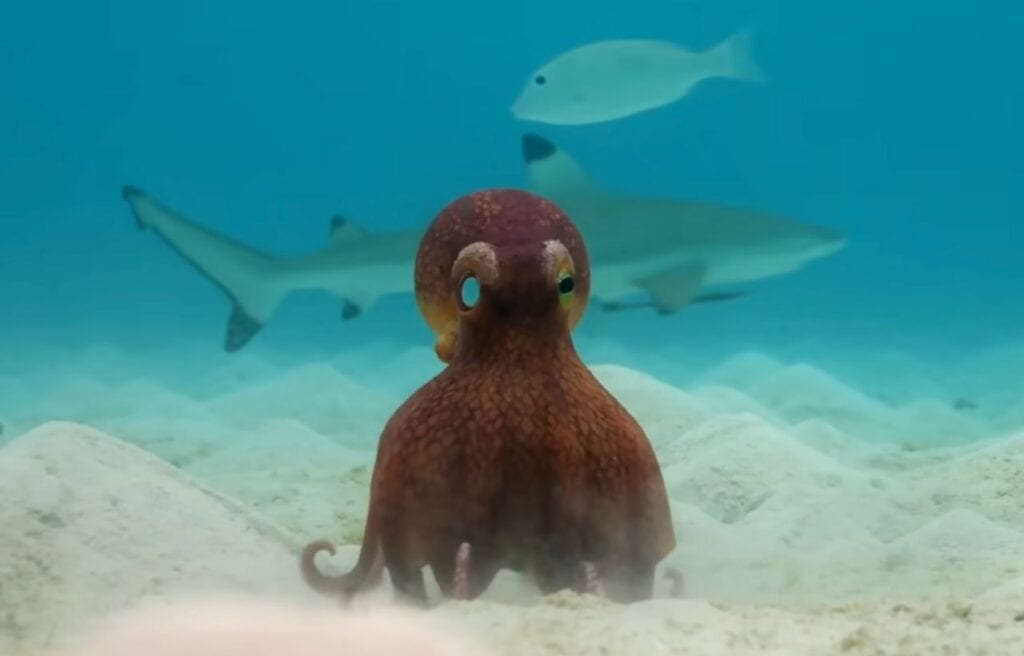 The spy octopus with a blacktip shark 