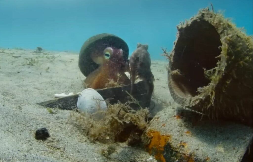 A coconut octopus taking the coconut shell from the spy octopus