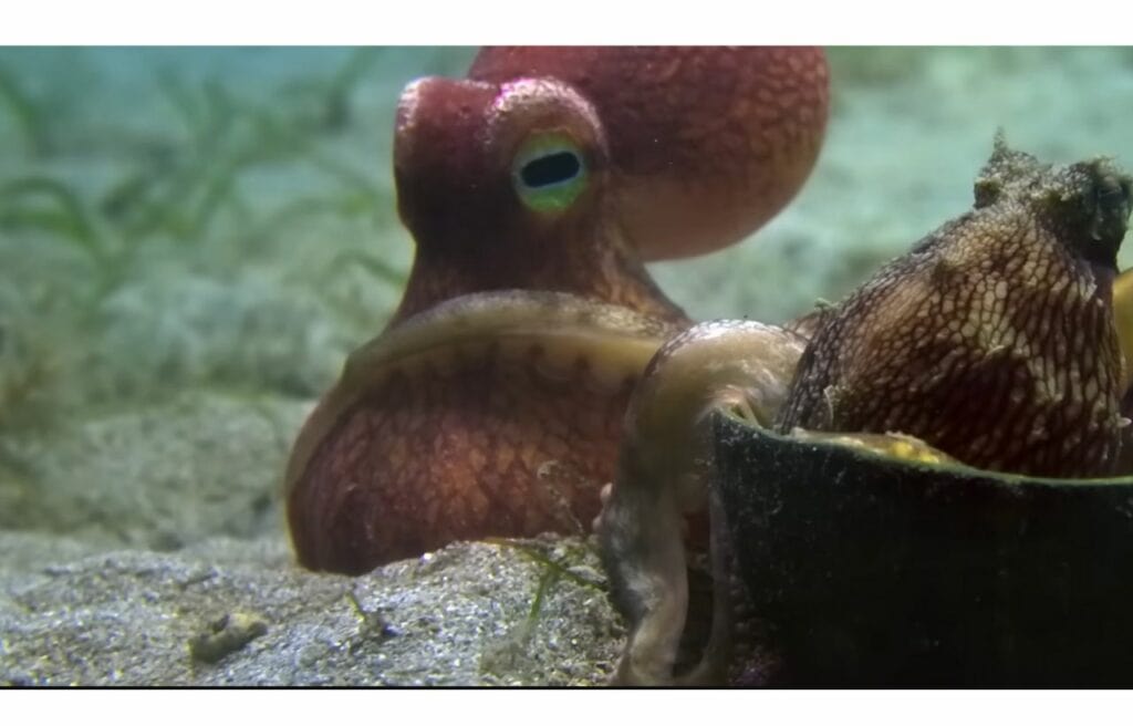The coconut octopus placing its tentacles on the spy octopus