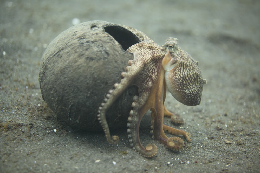 A coconut octopus stepping out of a coconut stepping out from a coconut shell