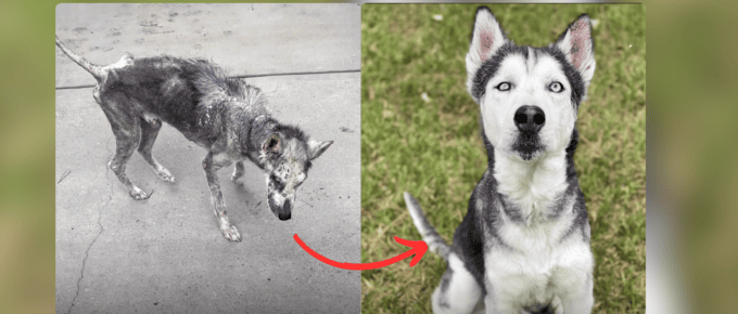 Shy Rescue Husky Finally Finds His Voice With Foster Mom featured image