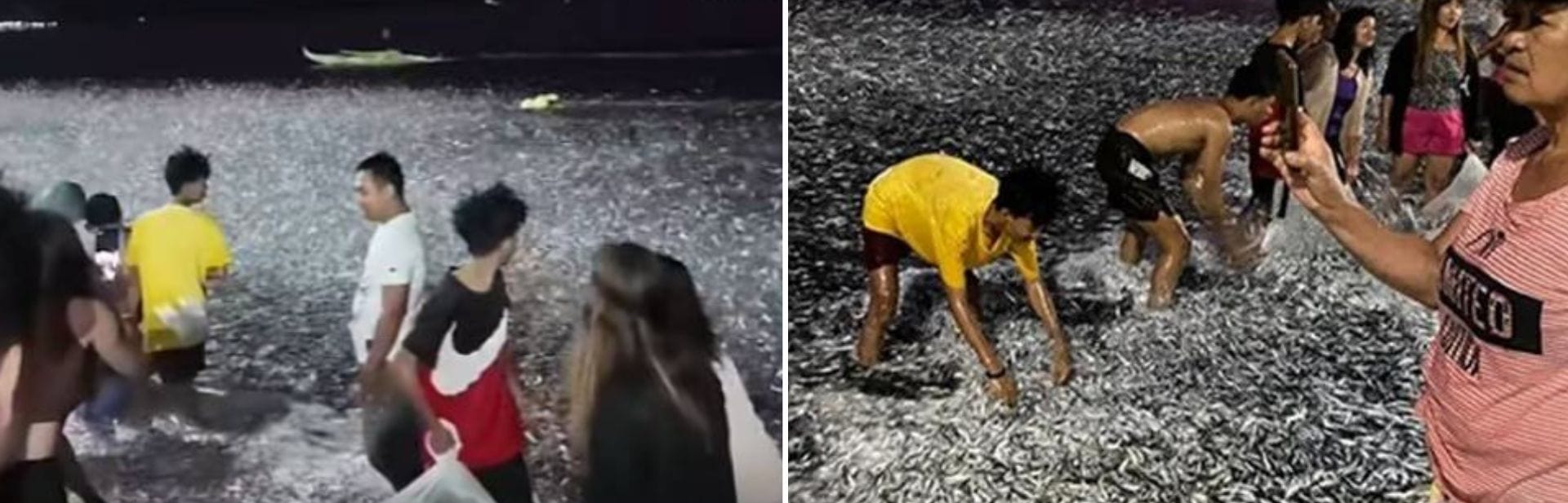 A Shimmering Surprise: Thousands of Sardines Wash Up on Shore, Uniting a Community