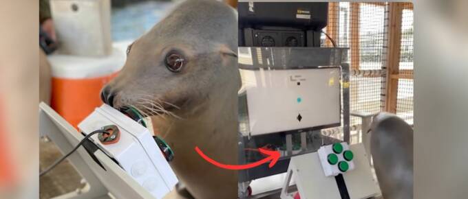 This Sea Lion Playing Video Games is the Cutest Gamer You'll Ever See featured image