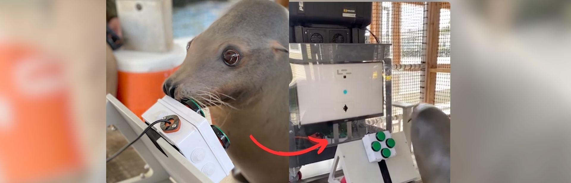 This Sea Lion Playing Video Games is the Cutest Gamer You’ll Ever See
