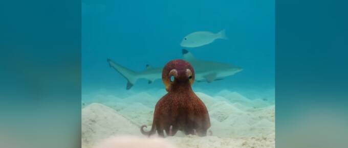 Octopus Cheats Death with Help from an Incredible Invisible Ally featured image