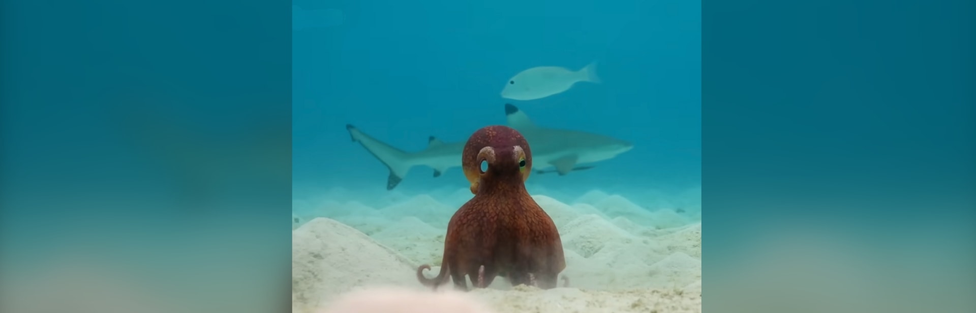 Octopus Cheats Death with Help from an Incredible Invisible Ally