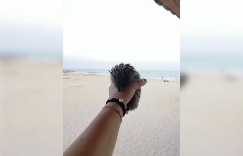 baby hedgehog being brought in the beach