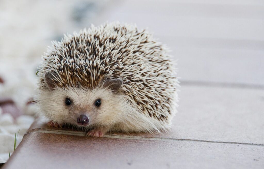 baby hedgehog walking on the bench