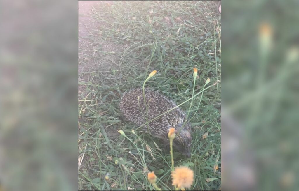 hedgehog found in the backyard