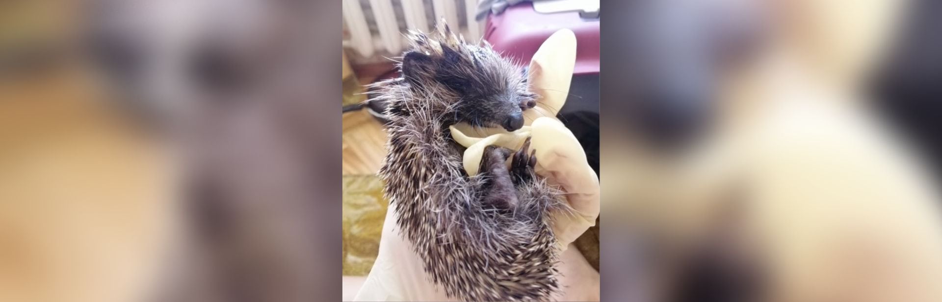 The Little Hedgehog That Stole a Woman’s Heart and Changed Her Life