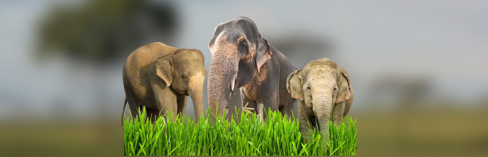 The Uplifting Story of These Three Elephants Will Show You the Power of Resilience and Recovery