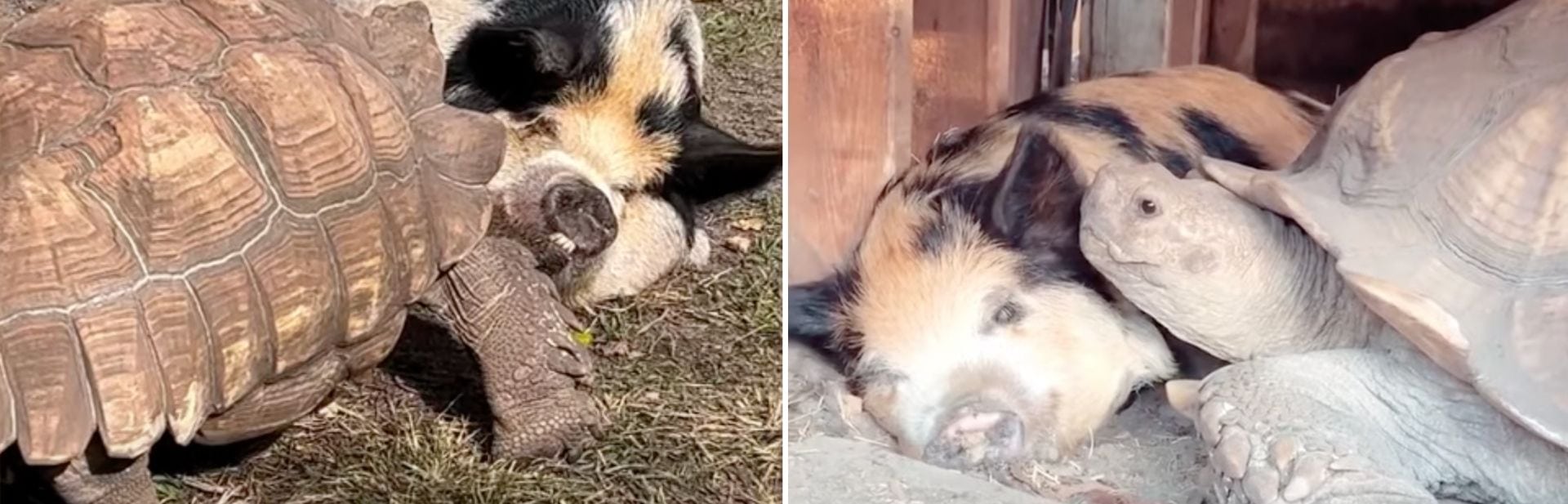 Grumpy Tortoise Turns Cuddly When a Piglet Steps Into His Life