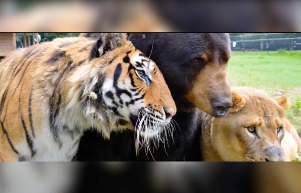 Grown up bear. lion. and tiger