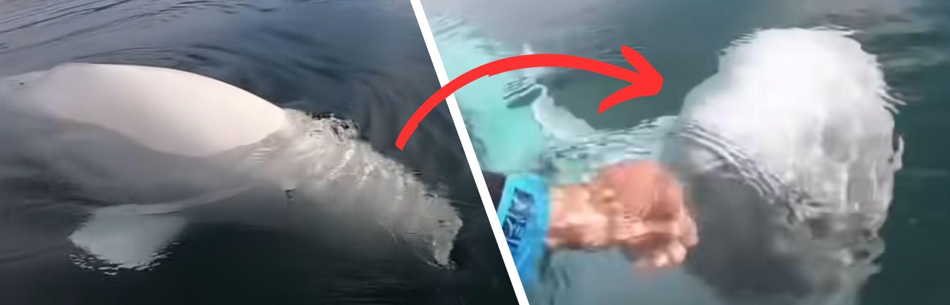 Kayaker’s Lost GoPro Saved by Unexpected Marine Samaritan
