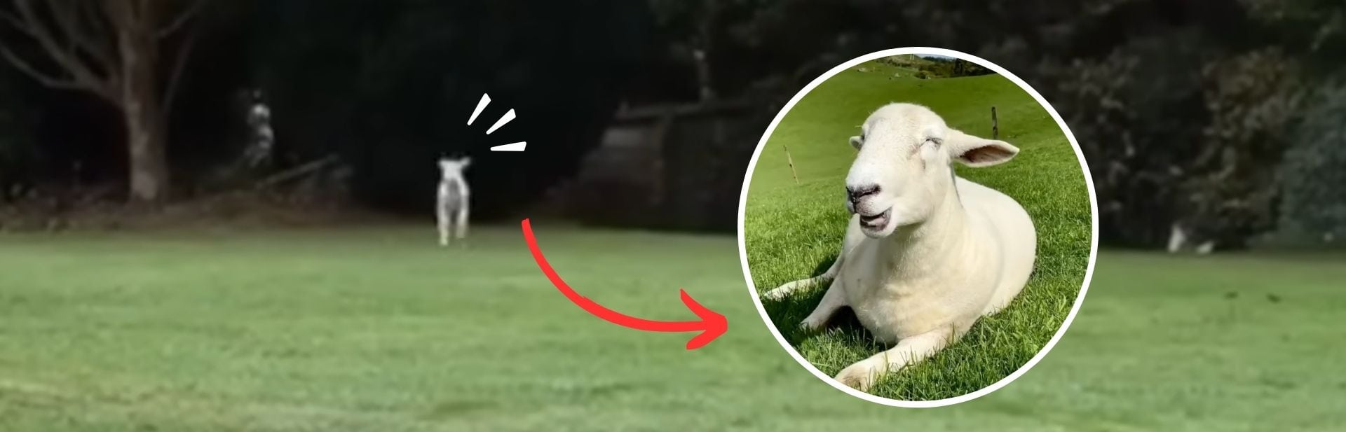 Man’s Routine Walk Takes A Turn When A Stray Lamb Chooses Him As Its Guardian