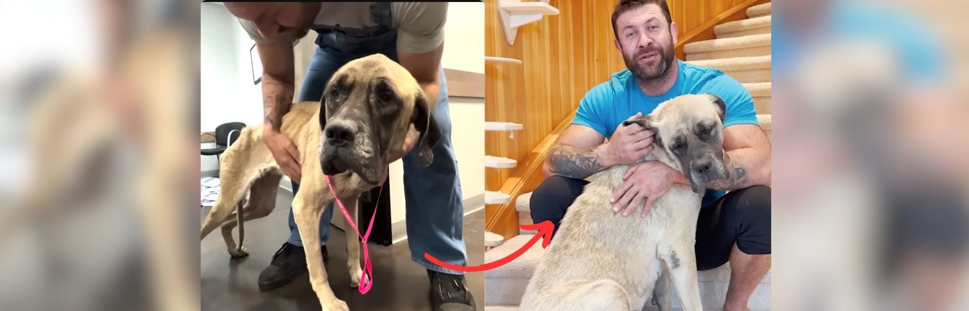 Barely Able to Stand, This Neglected Mastiff Finds Love That Changes Everything