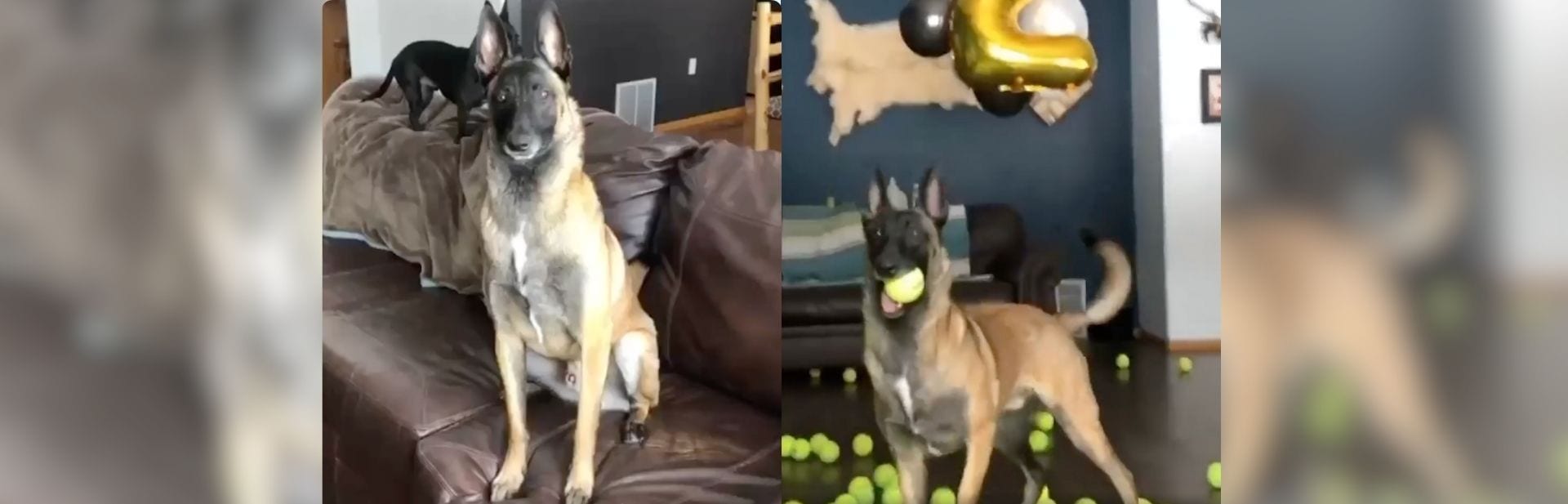 Birthday Dog Goes Wild with Joy When His Birthday Dream of 400 Balls Comes True