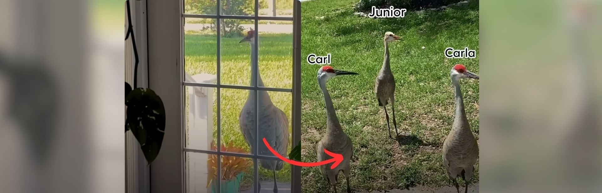 Friendly Crane Becomes Unlikely Neighbor, Bringing Surprising Guests to Woman’s Doorstep
