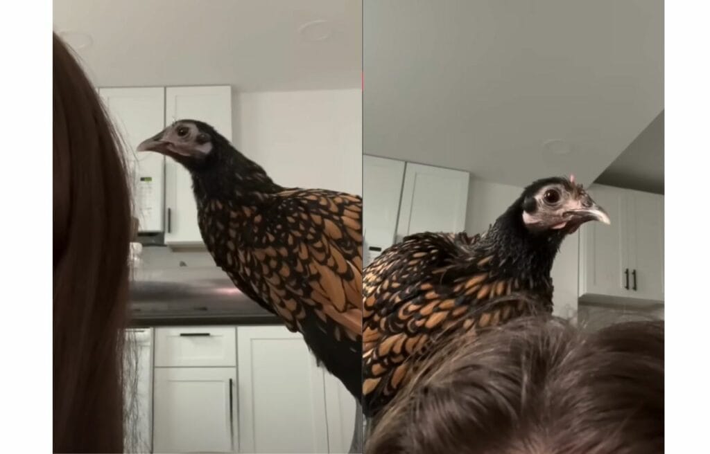 Side by side image of Tina pecking Ashley's hair