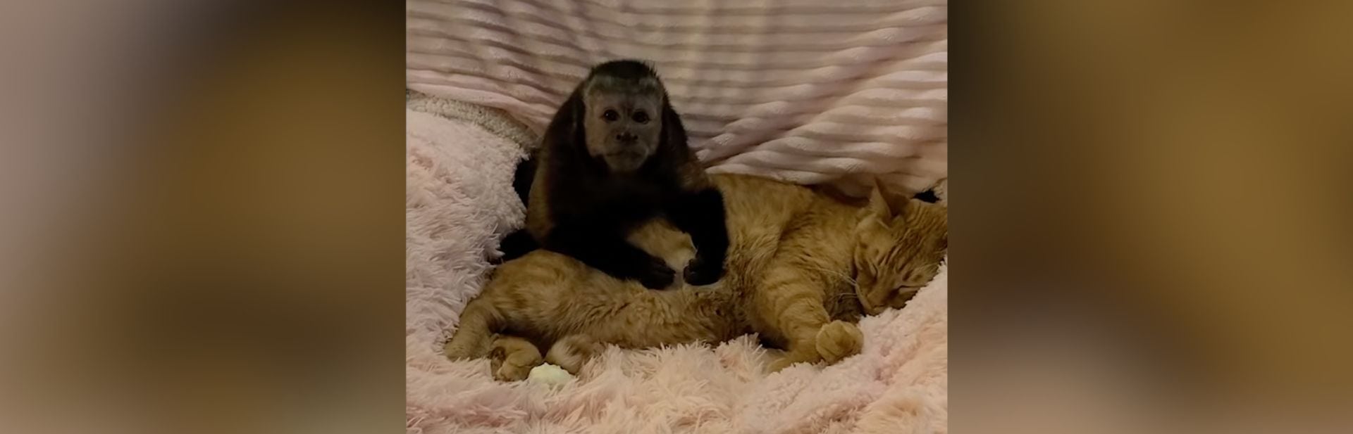 A Monkey and Cat Friendship Story That Will Melt Your Heart