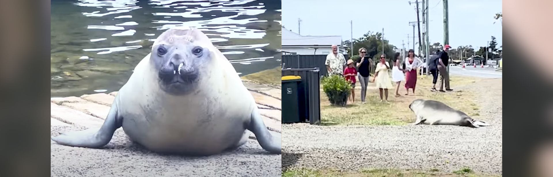 Local Seal Becomes Unlikely Social Media Icon In Australian Seaside Village