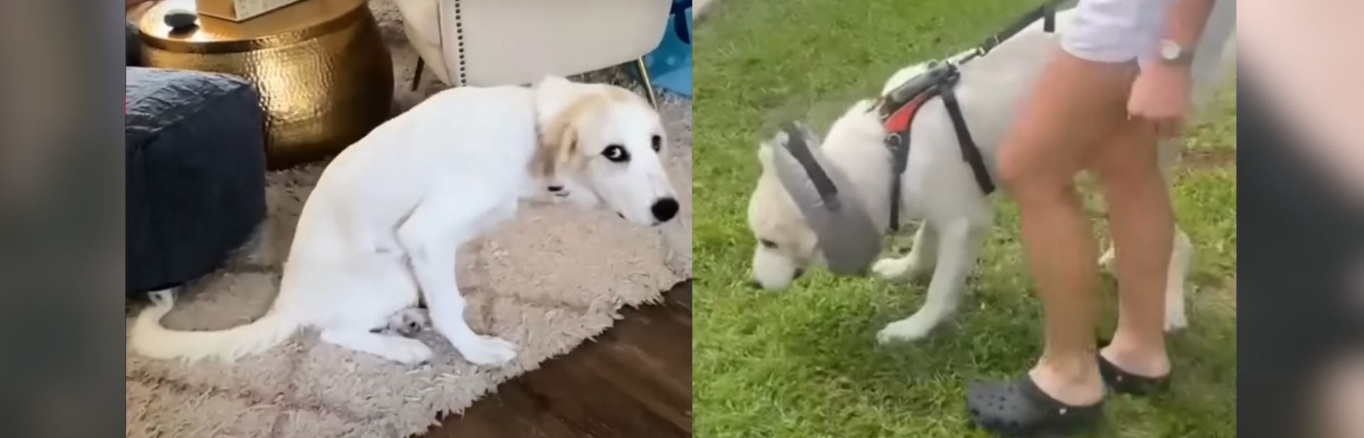 Disabled Puppy Overcomes A Painful Start With Help From Her Rescuer