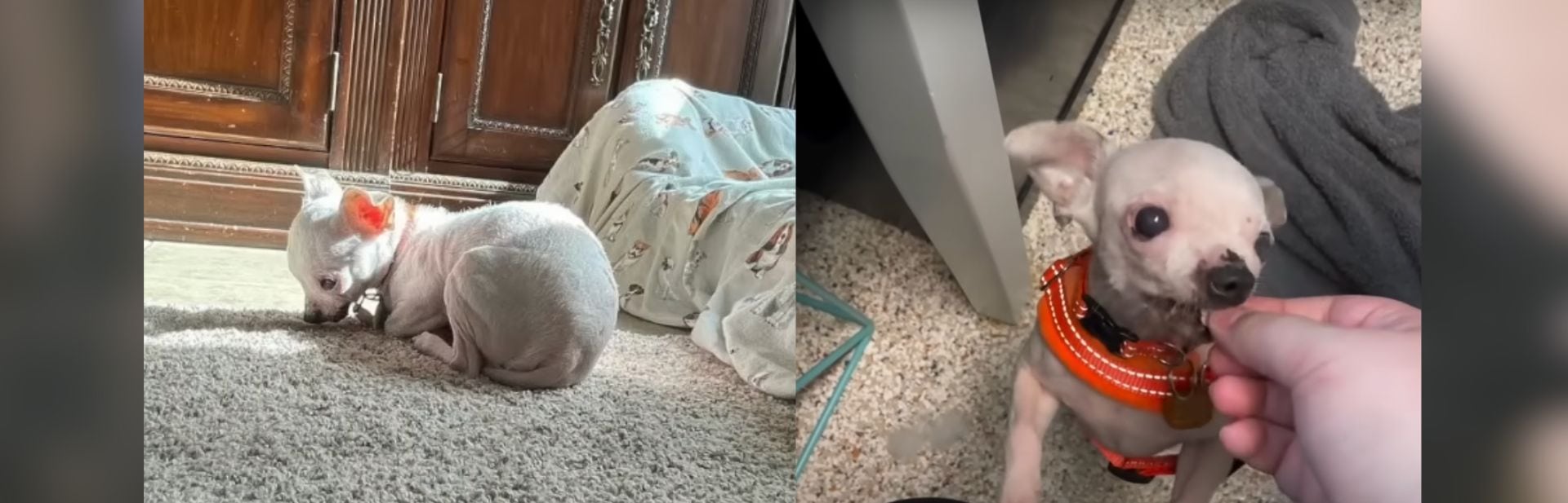 Scared Senior Chihuahua Didn’t Know What Love Felt Like Until Now