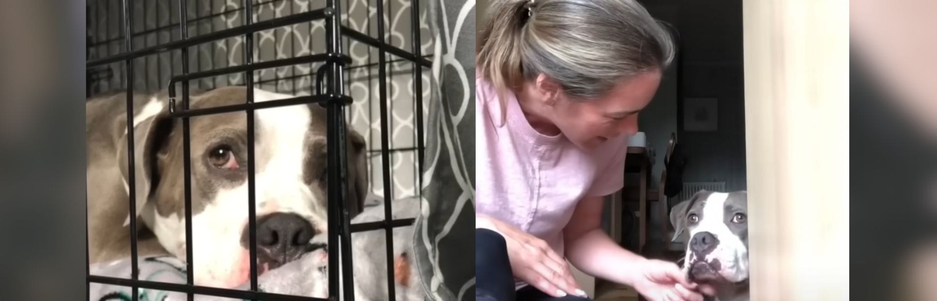 Woman Adopts Abandoned Atlanta Pit Bull After Dreaming of Her