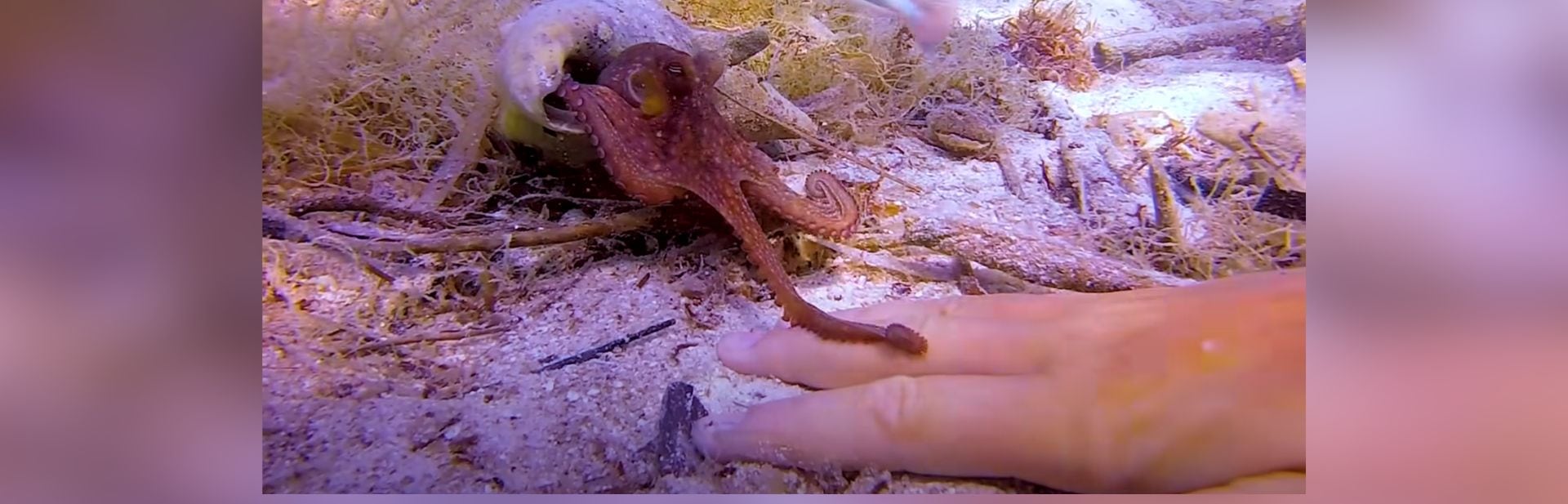 Tiny Octopus Bravely Approaches Human And Sparks An Unlikely Friendship