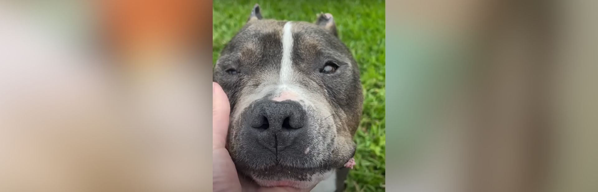 Spirited Pit Bull Steals Hearts With His Burning Love for Fire Trucks