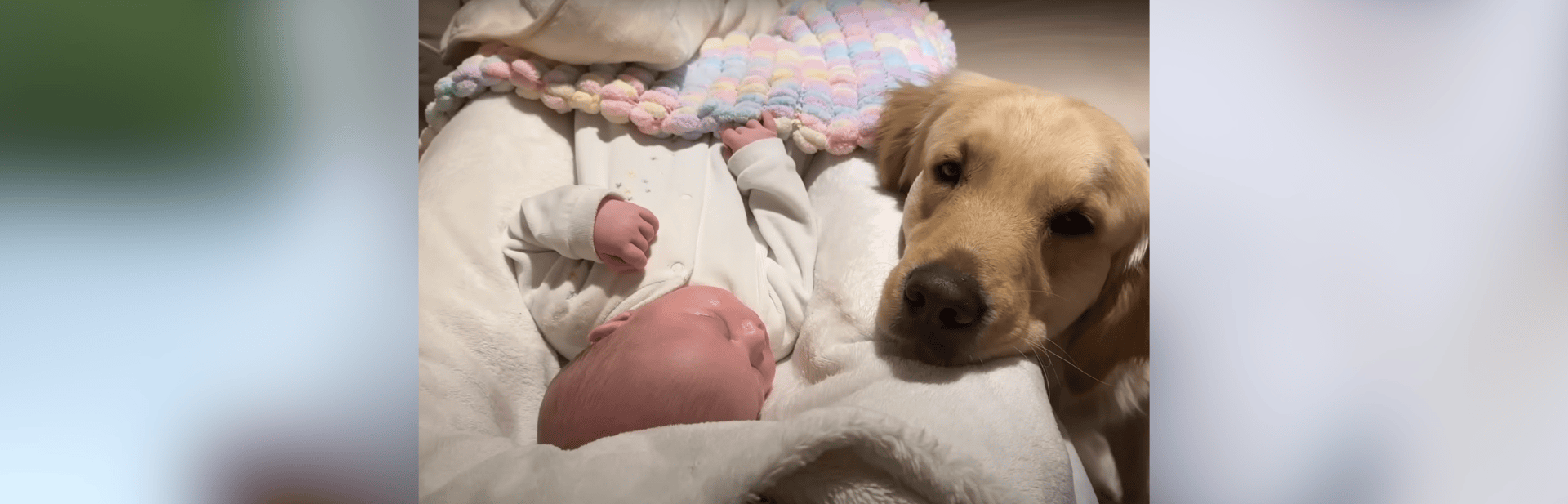 Sweet Golden Retriever Watches Over Newborn Baby And Finds His Life’s Purpose