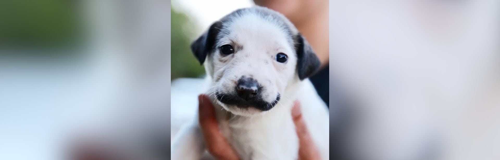 Rescue Pup With A Familiar Moustache Becomes An Adoption Sensation