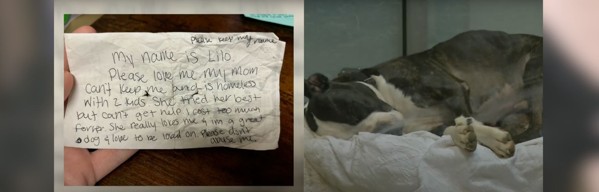 Stray Dog Discovered With A Letter That Reveals A Family’s Desperate Struggle