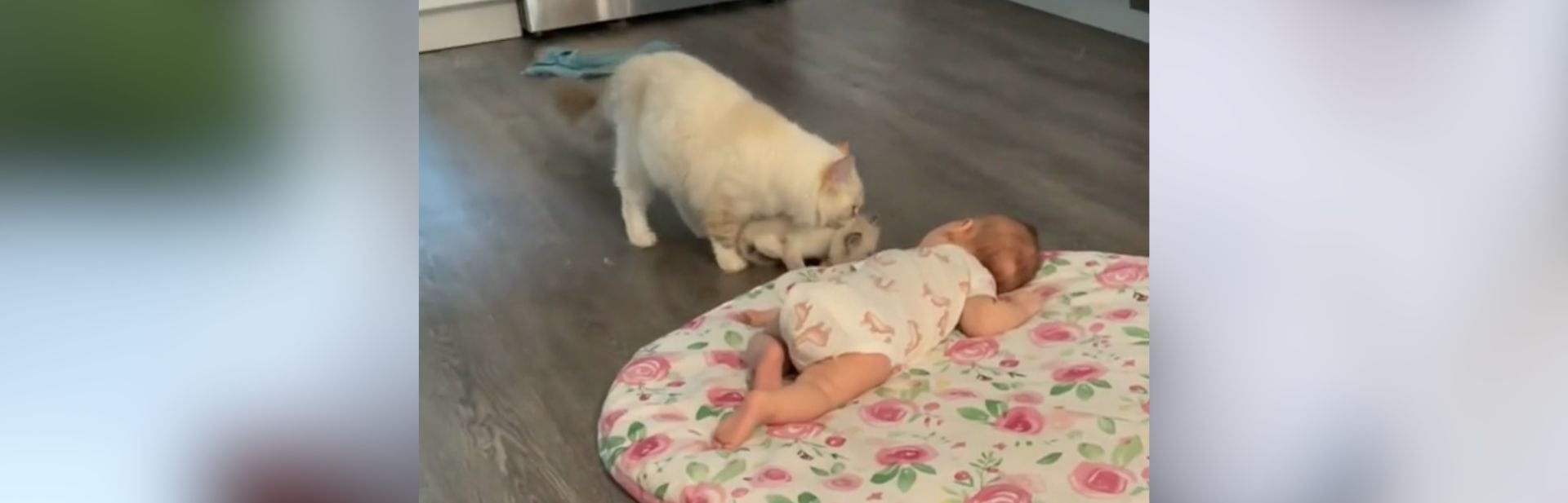 Dozing Baby Gets a Surprising Nap Buddy With Mama Cat’s Delivery