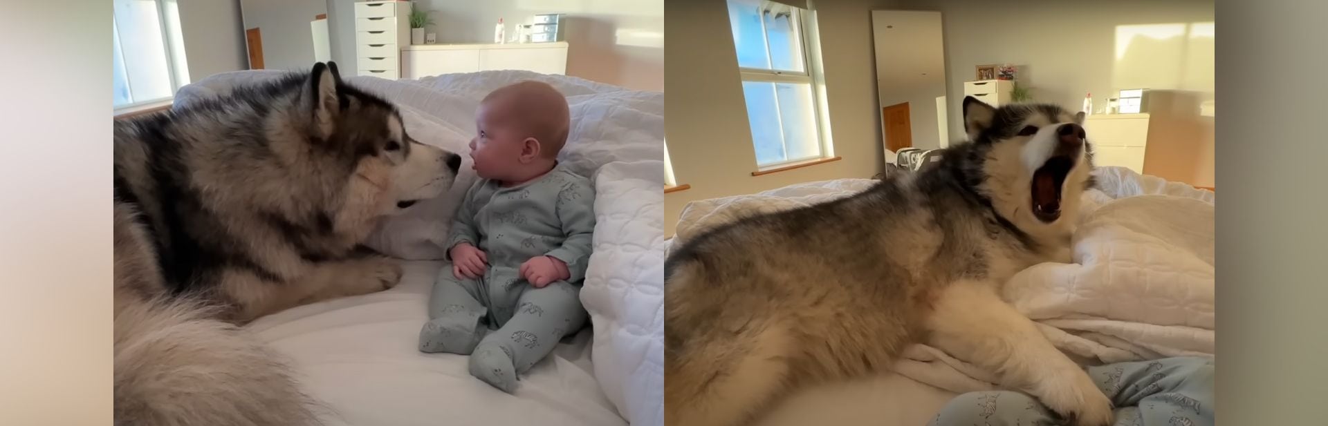 Gentle Giant Dog Gives the Cutest Heartfelt Apology After Baby’s Soft Fall