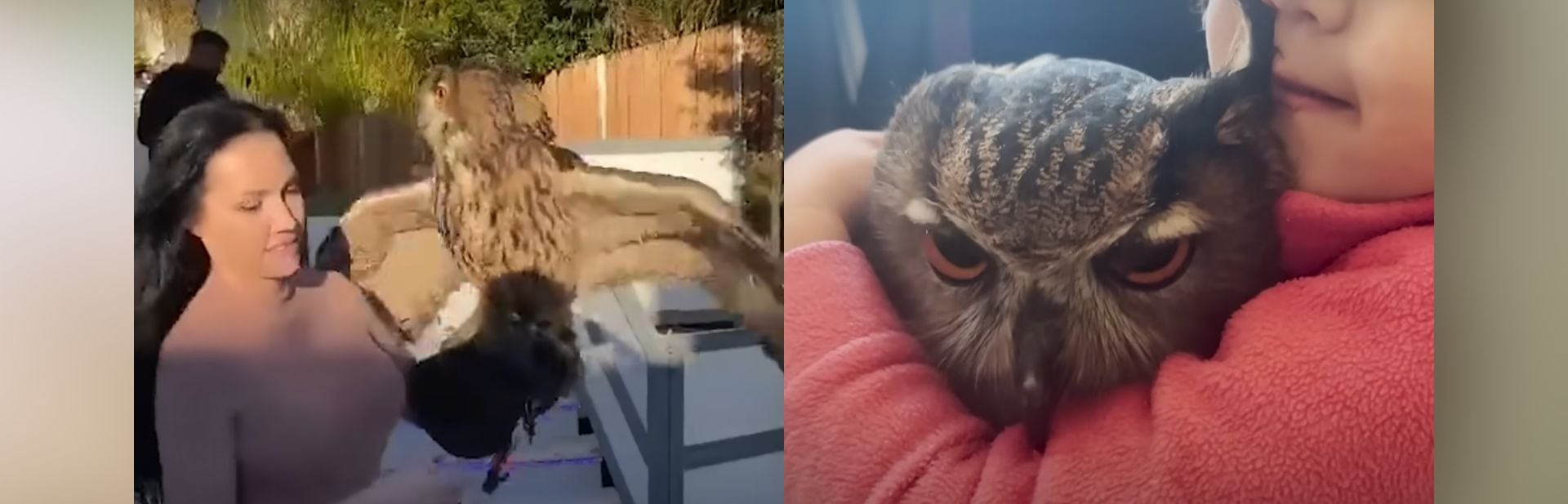 Sweet Owl Warms Heart as She Embraces Unexpected Role to Human Siblings