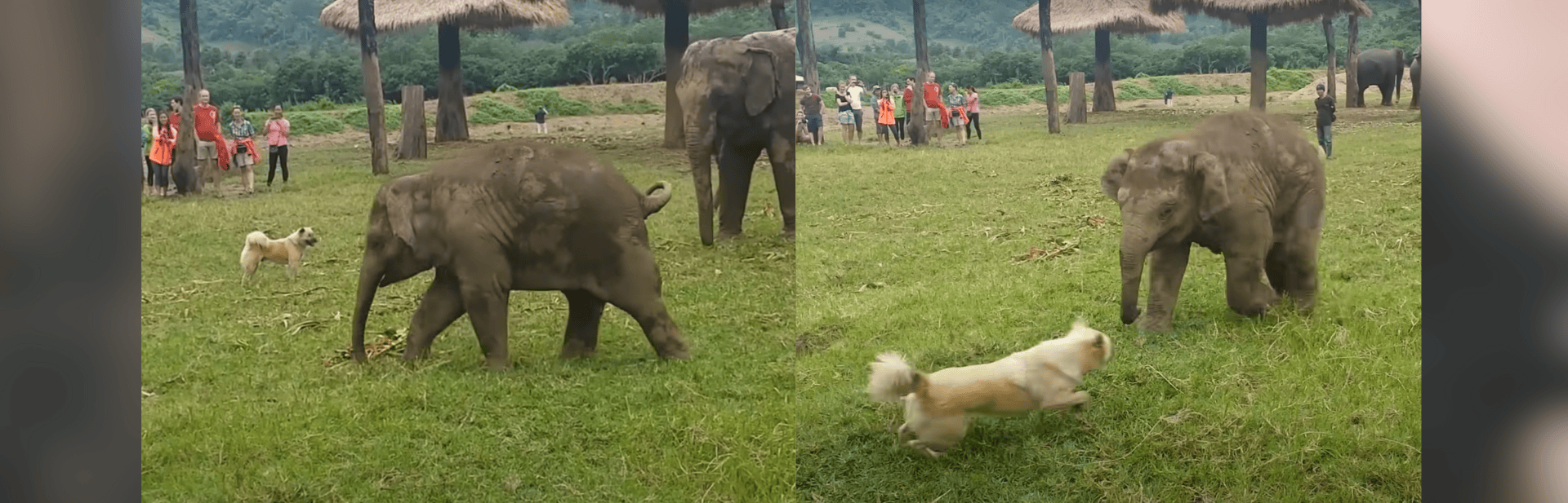 Watch a Spirited Puppy Dodge the Playful Advances of a Determined Baby Elephant