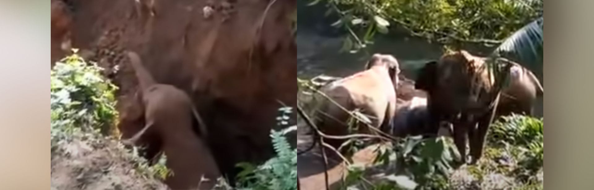Rescuers Free Baby Elephant And Receive Surprising Gesture From Waiting Herd